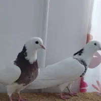 طوقی|پرنده|کبودرآهنگ, |دیوار