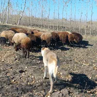 ۲۰ راس گوسفند|حیوانات مزرعه|ویلکیج, |دیوار