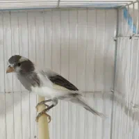 یک عدد قناری ماده خوشگل و آماده جفت