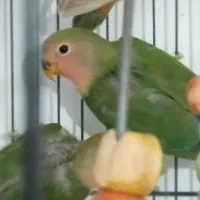 چهار جوجه طوطی برزیلی زیبا