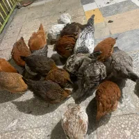 مرغ محلی گلپایگانی