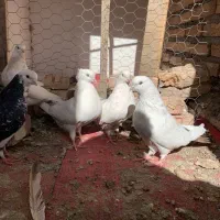 کبوتر دمبی