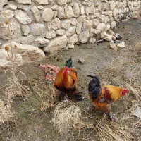 خروس پا پر|حیوانات مزرعه|نوشین شهر, |دیوار