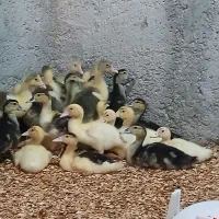 ۱۰ عدد جوجه اردک خارجی