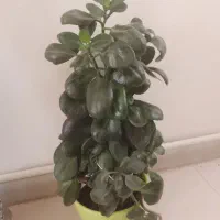 انواع گل با قیمت مناسب|گل و گیاه طبیعی|هشتگرد, فاز ۲ مهستان|دیوار