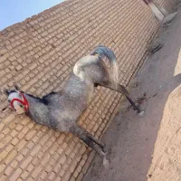 اسب کرد 3ساله سواری کامل نشد