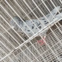 پرنده