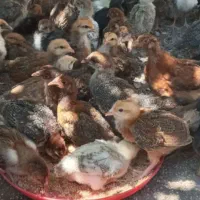 جوجه یک ماهه و اردک محلی