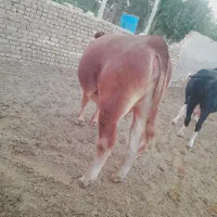 تلیسه گاو گوساله|حیوانات مزرعه|قیدار, |دیوار