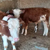 گوساله نر سیمینتال