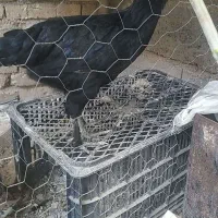 جوجه مرغ بومی
