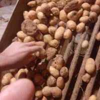 فروش سیب زمینی فندوقی وبذزی