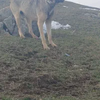 سرابی ۲ ساله|سگ|دره رود, |دیوار