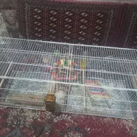 قفس