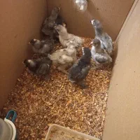 جوجه برهما بلک بلو کوکو|حیوانات مزرعه|مشهد, کارمندان دوم|دیوار