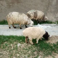 میش بره دار وقصر