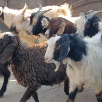 15راس بزغاله شیرمست نرکشتاری