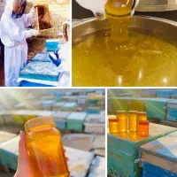 عسل تغذیه
