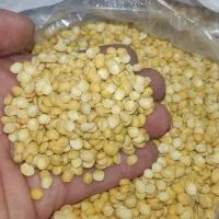 لوبیا ، نخود،  لپه ، عدس ، گندم|خوردنی و آشامیدنی|کرج, مصباح|دیوار