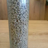 دان سبز و رست شده