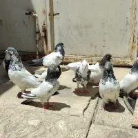 9تا‌کفتر‌خوب