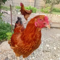 مرغ  وخروس|حیوانات مزرعه|نوشهر, |دیوار