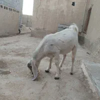 فروش کهره نر در خونه ای|حیوانات مزرعه|بیرم, |دیوار