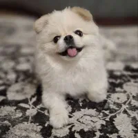 پامر نر جهت جفت گیری