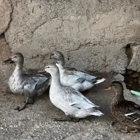 اردک پروازی(مرغابی نمایی)مرواریدی و کله سبز اصل|حیوانات مزرعه|کرمانشاه, |دیوار