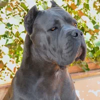 ناپیلتن ماستیف و کن کورسو ایتالیایی / روتوایلر