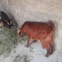 سه تا بز خوب در خونه ای|حیوانات مزرعه|خورموج, |دیوار