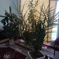 گل و گیاه