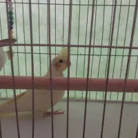 عروس هلندی بالغ