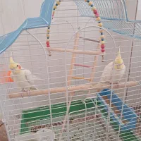 عروس هلندی لوتینو|پرنده|زیباشهر, |دیوار