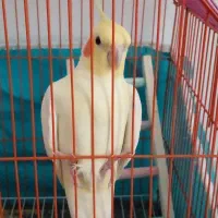 طوطی عروس لوتیتو|پرنده|رودسر, |دیوار