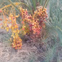 ۲۱تن خرما ۸۰۰گرمی کیلوی ۲۰۰