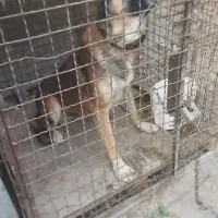 سگ نر نگهبان