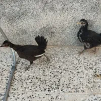 جوجه گلین و برهما اصل