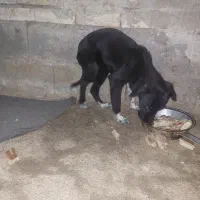 توله سگ|سگ|مینودشت, |دیوار