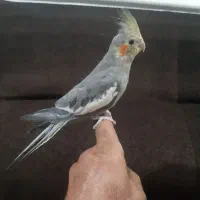 جوجه عروس هلندی|پرنده|شوشتر, |دیوار