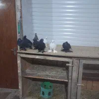 کبوتر|پرنده|باسمنج, |دیوار