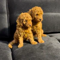 سگ پودل دارک رد