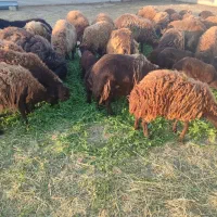 فروش گله گوسفند همراه بره