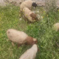 بره هم برا پرواز هم برا کشتار