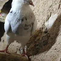 یک جفت کبوتر طوق جوانه|پرنده|کرمانشاه, |دیوار