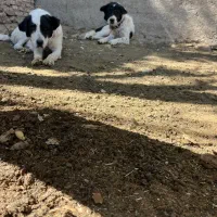 سگ گله|سگ|داران, |دیوار