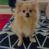 پامر روباهی