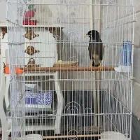 مینا با قفس|پرنده|قم, شهرک امام حسین|دیوار