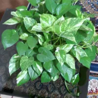 فروش پتوس|گل و گیاه طبیعی|محمدیه-قزوین, |دیوار