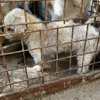 سگ پاکوتاه نر|سگ|هشتگرد, تهران دشت|دیوار